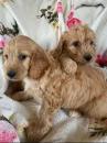 Puppies for sale United Kingdom, Dundee Cocker Spaniel