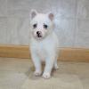 Puppies for sale United Kingdom, Yorkshire , pomsky