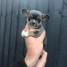 Puppies for sale Spain, Barcelona Chihuahua