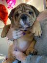 Puppies for sale Netherlands, Amsterdam English Bulldog