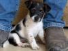 Puppies for sale Netherlands, Eindhoven Jack Russell Terrier