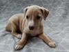 Puppies for sale Netherlands, Hemstede Italian Greyhound