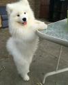 Puppies for sale Netherlands, Utrecht Samoyed dog (Samoyed)