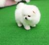 Puppies for sale Belgium, Charleroi , Pomeranian 