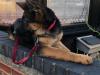 Puppies for sale Canada, Ontario, London German Dog
