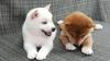 Puppies for sale Belgium, Charleroi , Shiba Inu Puppies