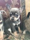 Puppies for sale Spain, Madrid Chihuahua