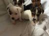 Puppies for sale Netherlands, Groningen Jack Russell Terrier