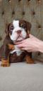 Puppies for sale Netherlands, Rotterdam English Bulldog