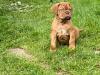 Puppies for sale Malta, Valletta , Dogue De Bordeaux Dogs
