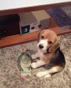 Puppies for sale Netherlands, Utrecht Beagle