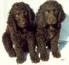 Puppies for sale Slovakia, Ostrava , American Water Spaniel