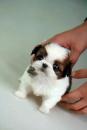 Puppies for sale Netherlands, Utrecht Shih Tzu