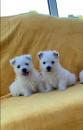 Puppies for sale Finland, Helsinki West Highland White Terrier
