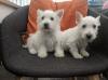 Puppies for sale Finland, Alajarvi West Highland White Terrier