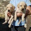 Puppies for sale Germany, Bonn Labrador Retriever