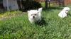 Puppies for sale Finland, Helsinki Maltese