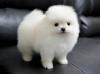 Puppies for sale Belgium, Antwerp Pomeranian Spitz