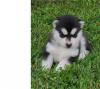 Puppies for sale Latvia, Jurmala , siberian Husky