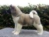 Puppies for sale Germany, Karlstadt Akita
