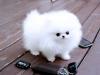 Puppies for sale Finland, Helsinki Pomeranian Spitz