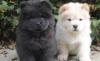 Puppies for sale Germany, Cologne Chow Chow