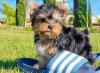 Puppies for sale Belgium, Brussels Yorkshire Terrier