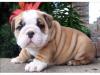 Puppies for sale Cyprus, Nicosia English Bulldog
