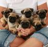 Puppies for sale Belgium, Brussels Pug