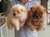 Puppies for sale Denmark, Kopenagen Chow Chow
