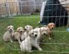 Puppies for sale Belgium, Antwerp Golden Retriever