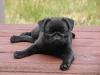 Puppies for sale Germany, Cottbus Pug