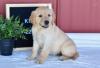 Puppies for sale Belgium, Gant French Bulldog