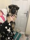 Puppies for sale Germany, Berlin German Shepherd Dog