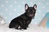 Puppies for sale Spain, Badajoz French Bulldog