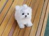 Puppies for sale Netherlands, Breda Maltese