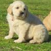 Puppies for sale Belgium, Liege Golden Retriever