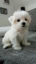 Puppies for sale Belgium, Brussels Maltese