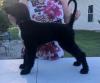 Puppies for sale Belgium, Liege Afghan Hound