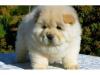 Puppies for sale Czech Republic, Bridge Chow Chow
