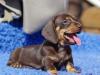 Puppies for sale Belgium, Antwerp Dachshund