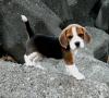 Puppies for sale Poland, Warsaw Beagle