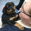 Puppies for sale Belgium, Charleroi Rottweiler