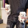 Puppies for sale Finland, Lapperanta Maltese