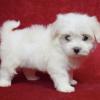 Puppies for sale Cyprus, Paphos Maltese