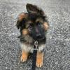Puppies for sale Germany, Dresden German Shepherd Dog