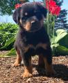 Puppies for sale Germany, Hannover Rottweiler