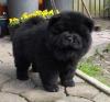 Puppies for sale Netherlands, Bergen aan Zee Chow Chow