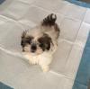 Puppies for sale Belgium, Gant Shih Tzu