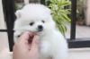 Puppies for sale Spain, Navarra Pomeranian Spitz, Pomeranian